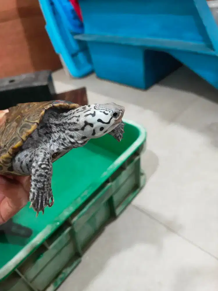 kura air DBT Concentric 9cm