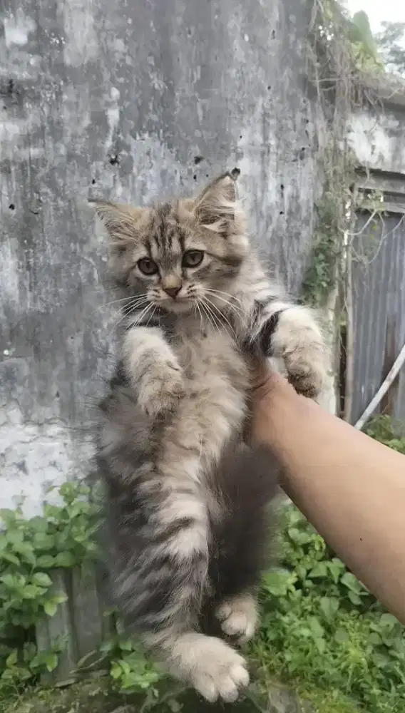 Kucing kitten persia mix mainecoon 2 ekor / anggora / himalaya