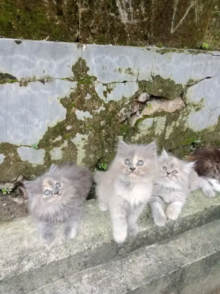 Kucing kitten persia mix norwegian / anggora / himalaya / peaknose
