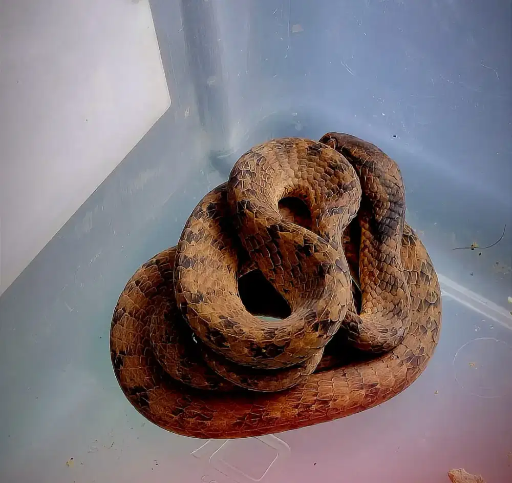 Ular Siput Jinak Ramah untuk Anak