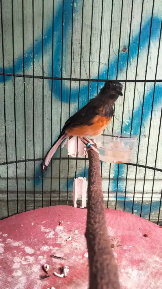 Murai Batu Medan Jantan Blorok Trah Panda Ekor Panjang Rajin Bunyi