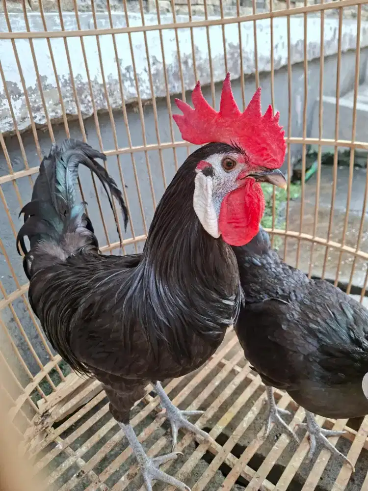 AYAM HIAS AYAM BADUT/AYAM WHITE FACE SEPASANG JUAL RUGI