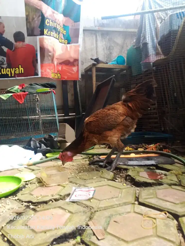 Ayam pelung sepasang joss