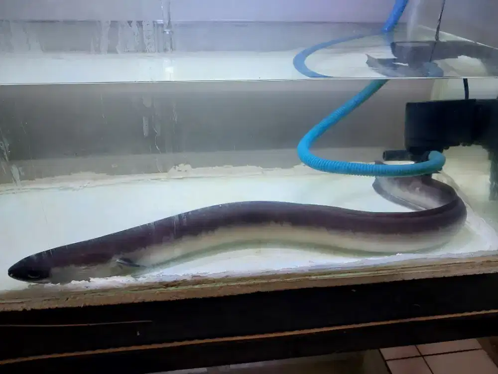 Belut sidat ikan sidat