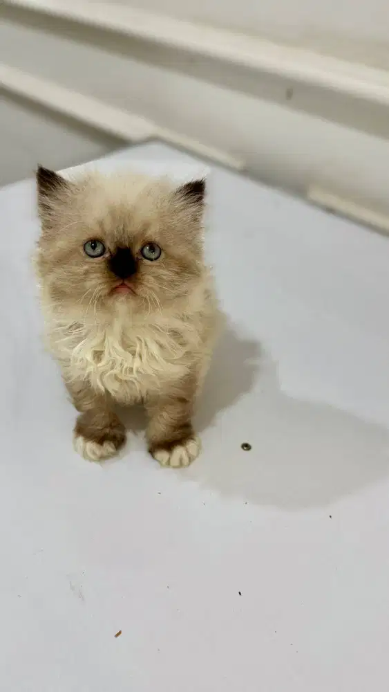 KITTENN HIMALAYAN 1.5 BULAN
