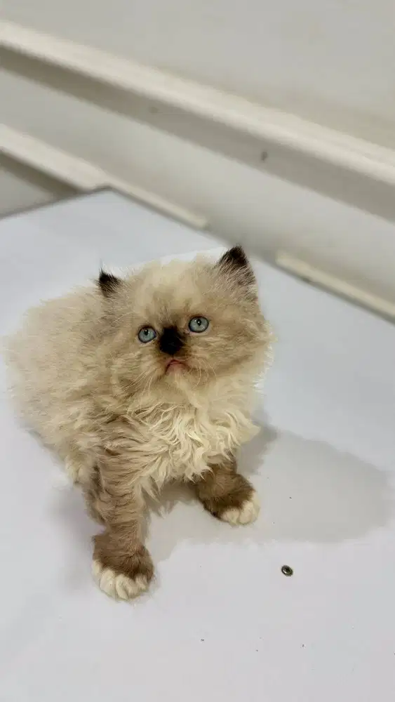KITTENN HIMALAYAN 1.5 BULAN
