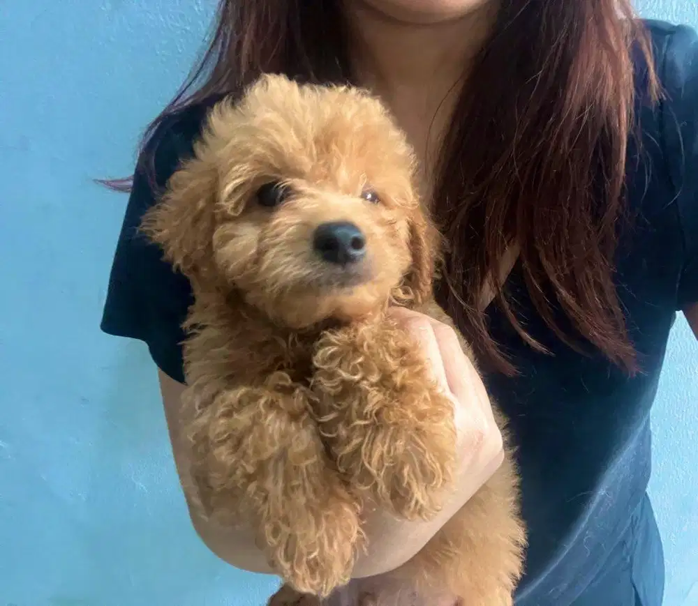 maltipoo | anak anjing maltese mix poodle, | puppies | doggie