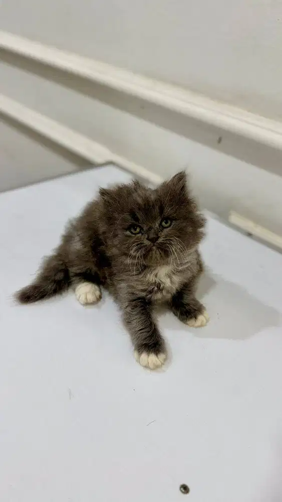 KITTEN FLATNOSE 1.5 BULAN BUKAN MIX DOM