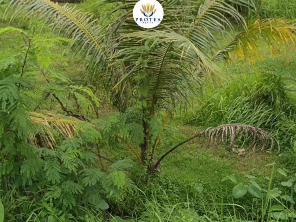 Dijual Tanah Sawah di Sumber, Kab Cirebon