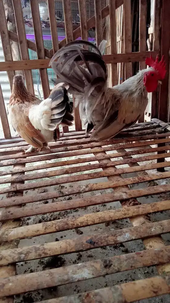 Sepasang ayam kate