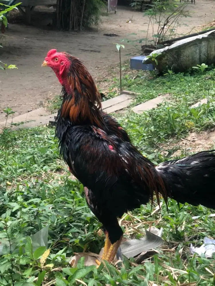 jual ayam super edisi stop main ayam