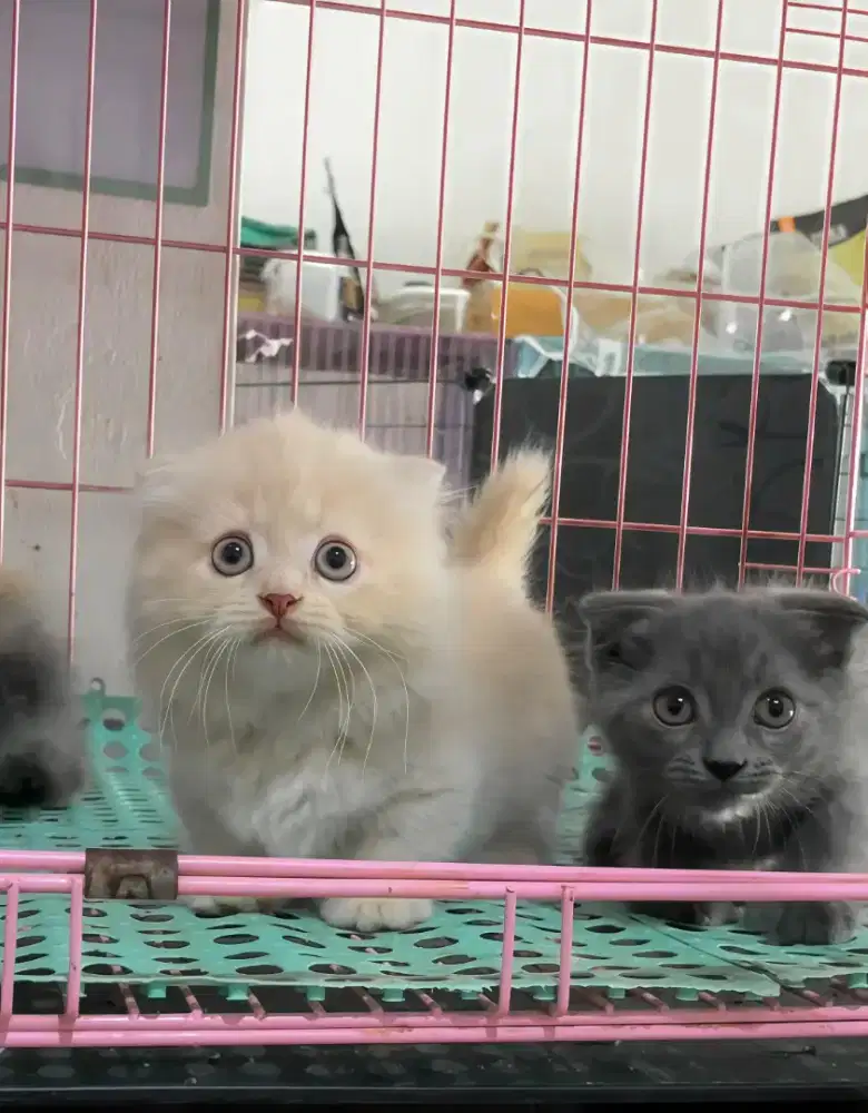 Munchkin Gaelic Fold