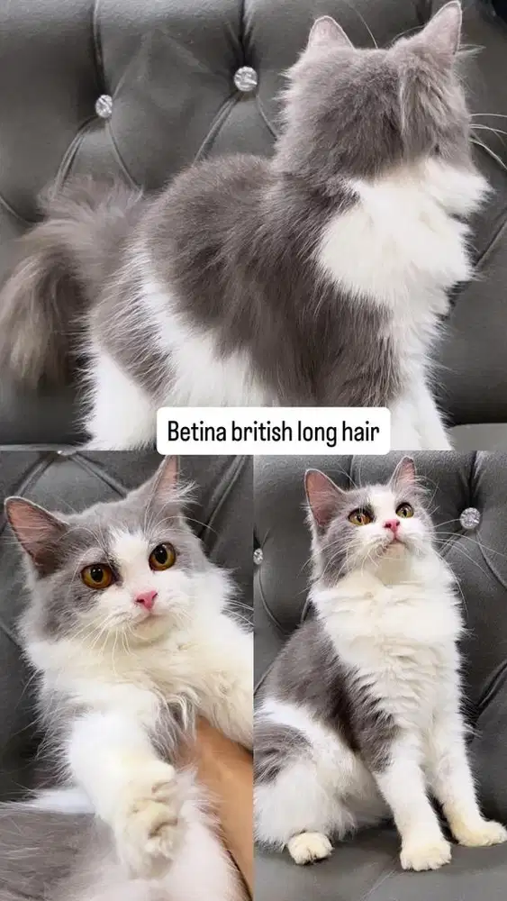 Betina british long hair bicolour