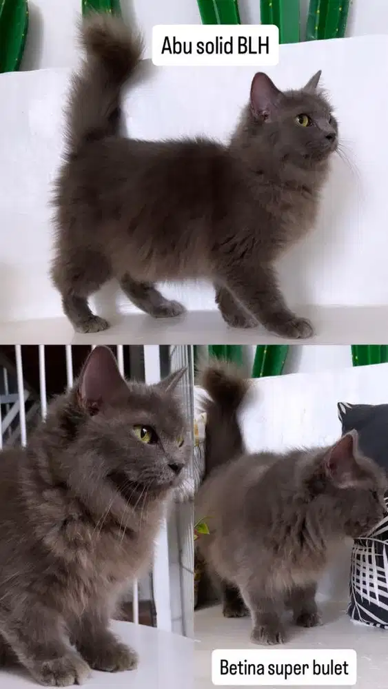 Kitten abu solid british long hair