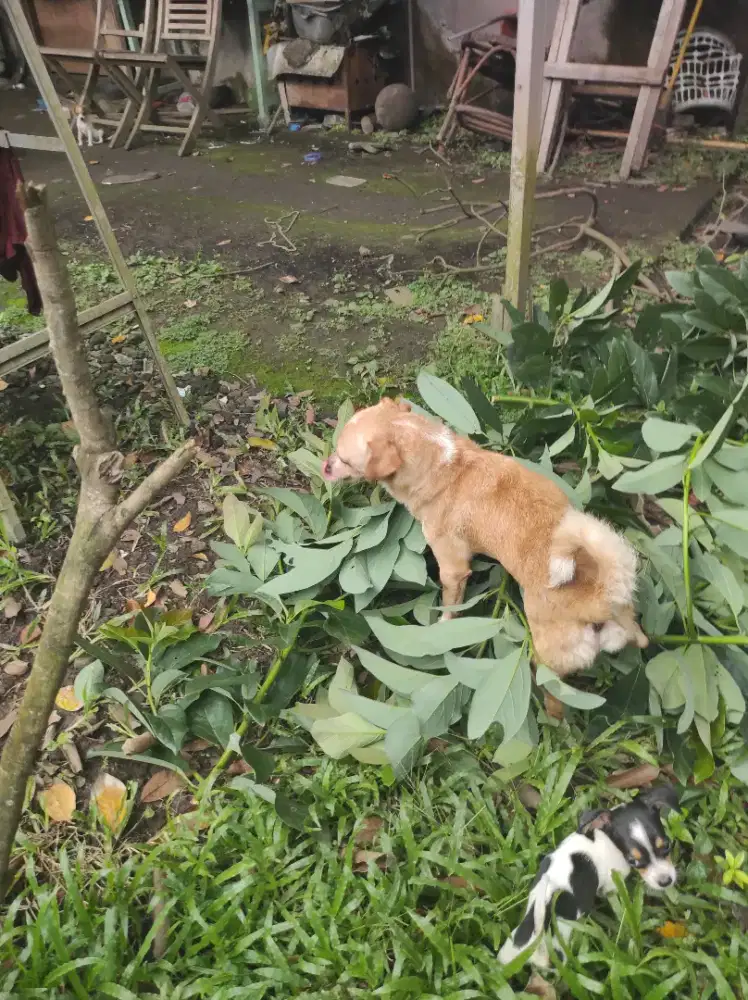 Anjing dijual chihuahua mix golden