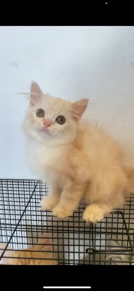 lepas adop kitten persia jantan