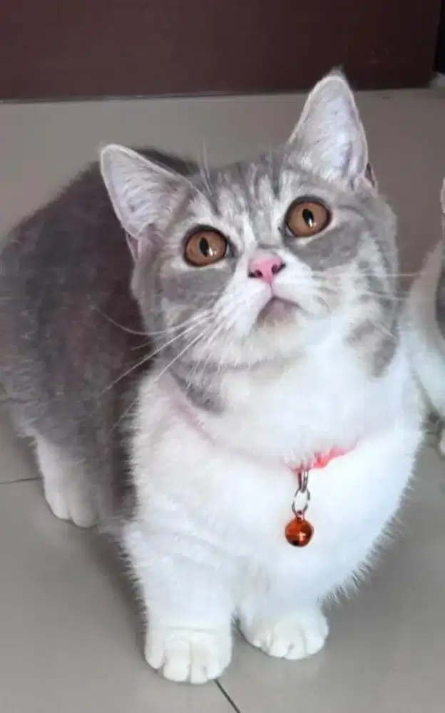 Kucing Munchkin bsh british shorthair