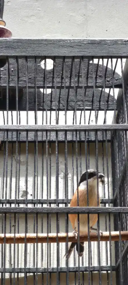 Toed Cendet Pentet Muda