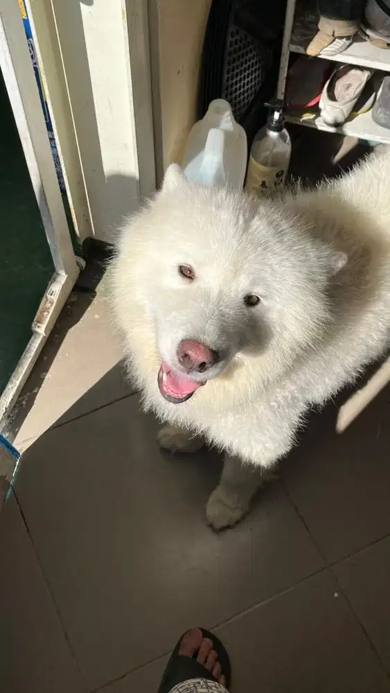 Anjing Samoyed jantan 5thn
