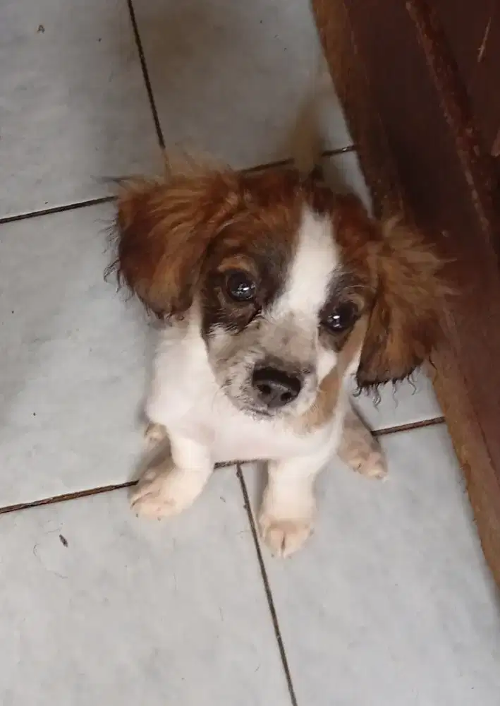 Anak anjing Poodle mix Chihuahua