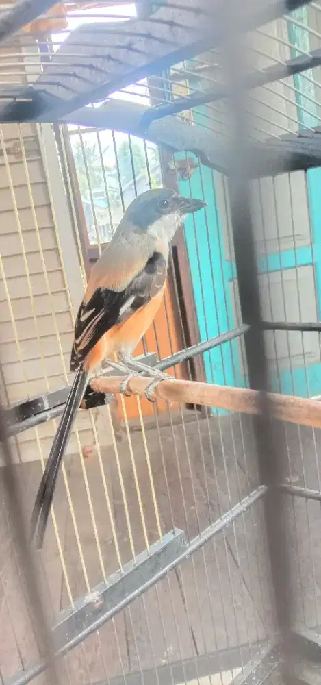 Cendet Jawa pastol gacor