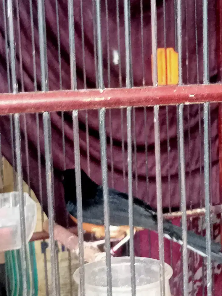 muray MB non kembung sepsang. tapi Lom tulen