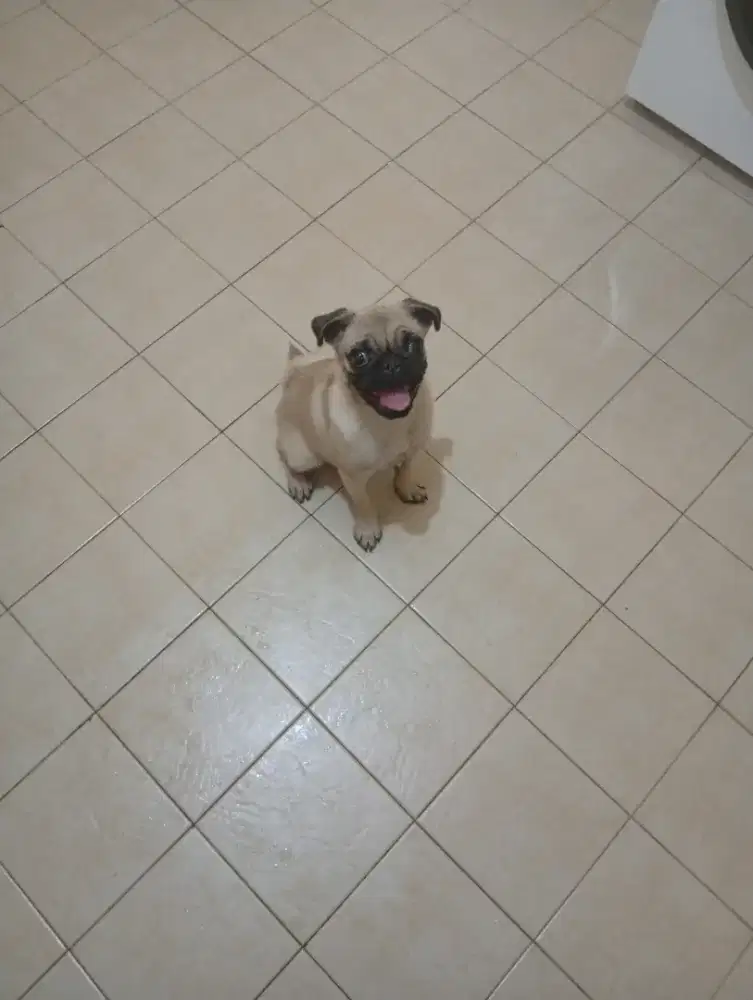 Anjing pug non STB 5 bulan