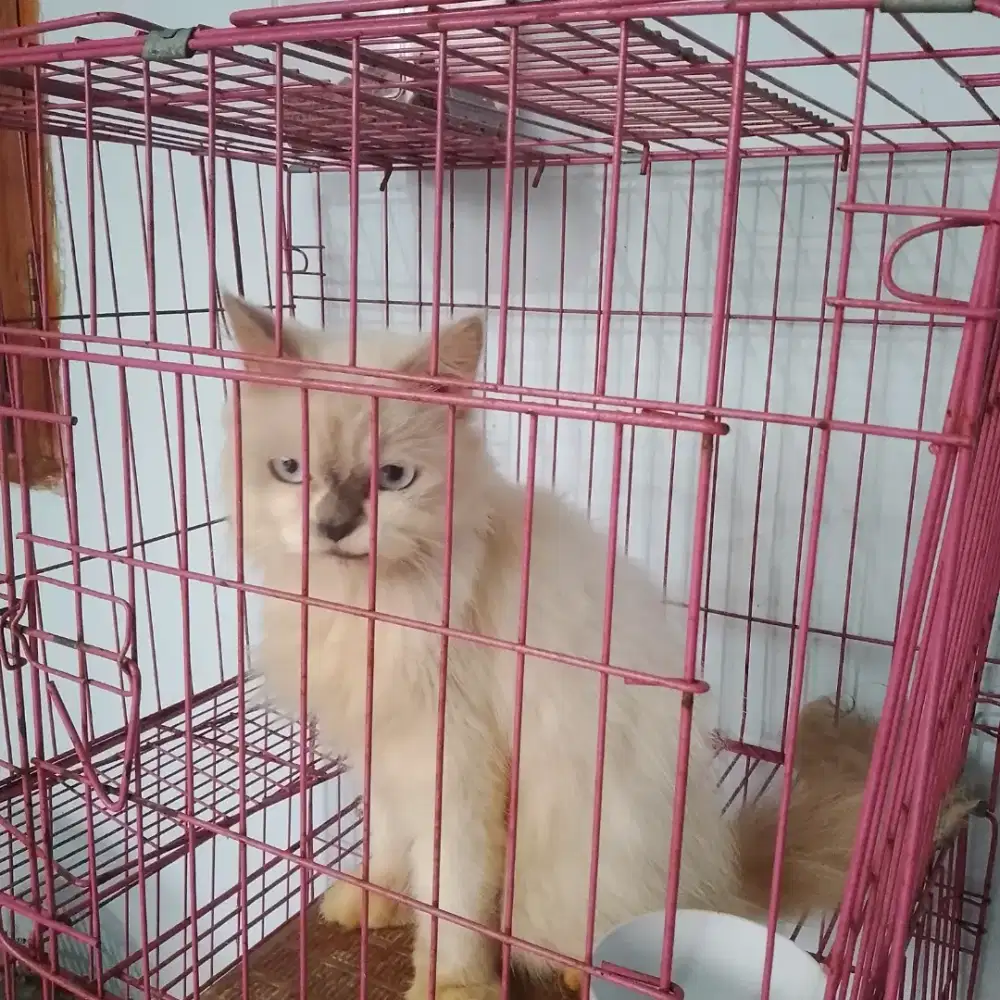 Himalaya ragdoll proven