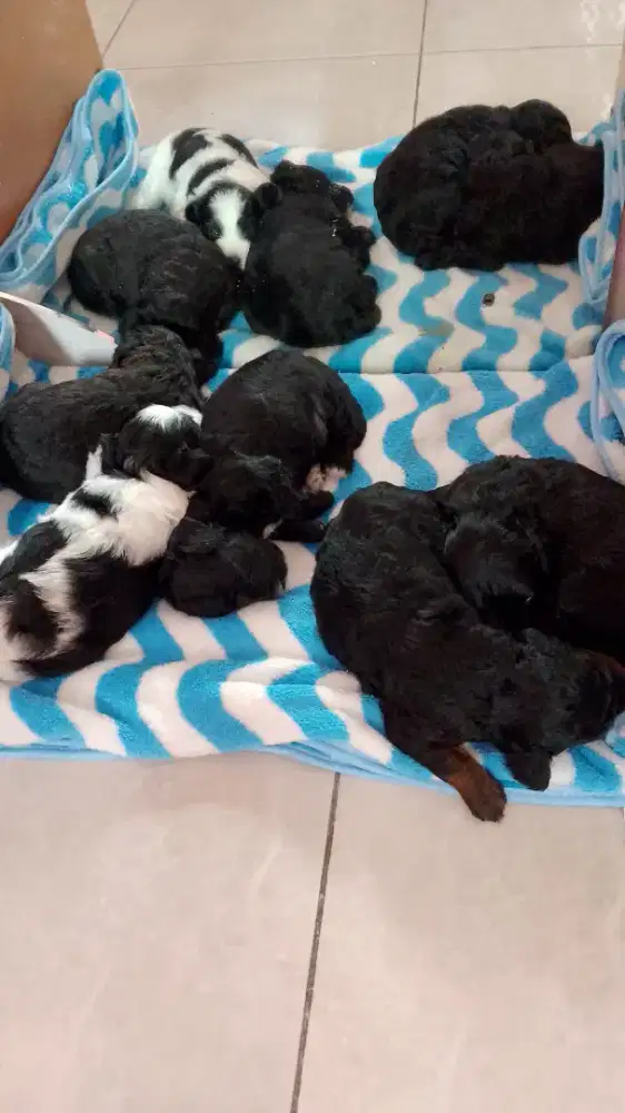 doggy shitsu mix pudel