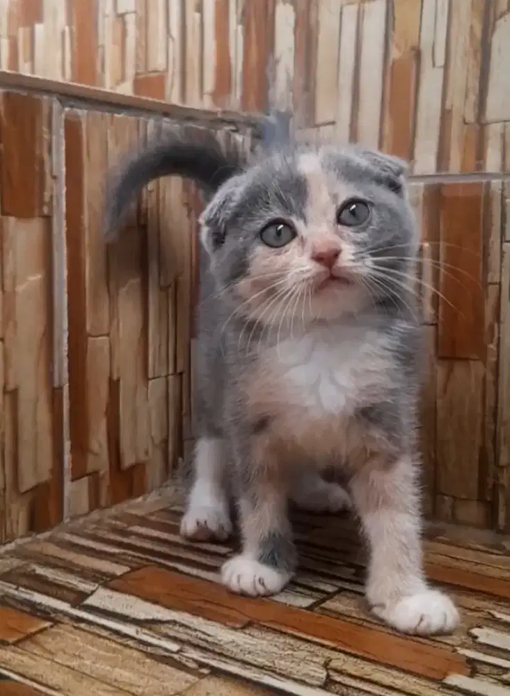 Kitten scottish fold