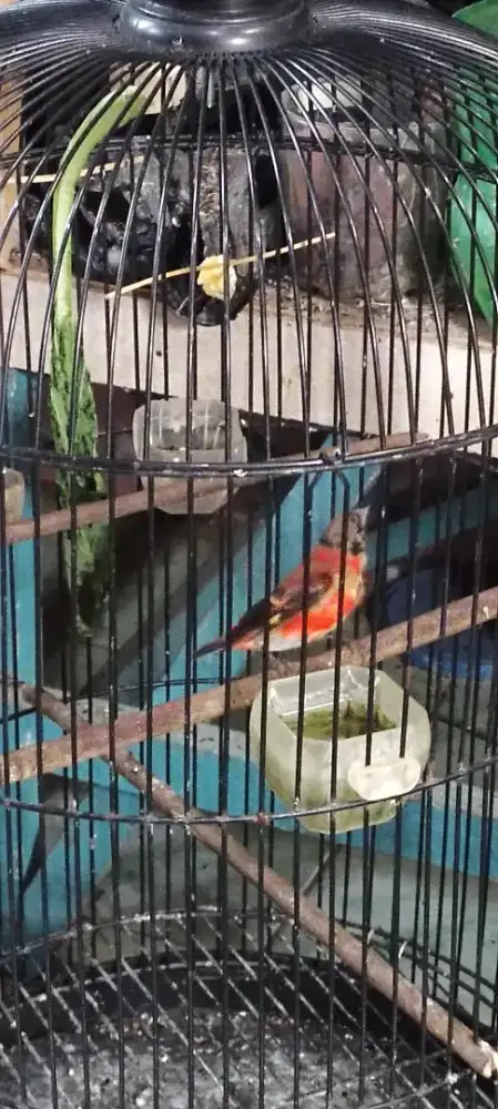 Siskin Klasik Kepala hitam