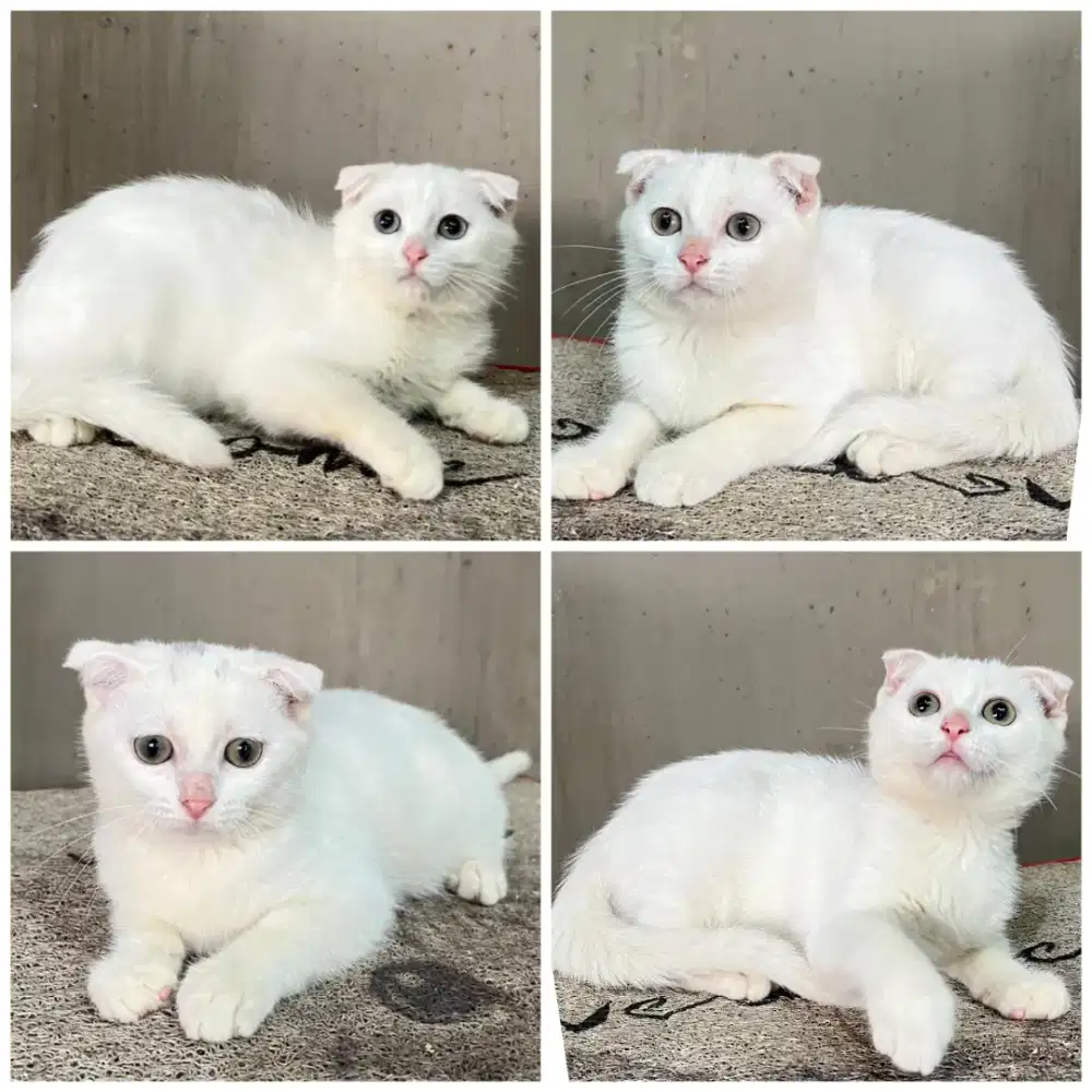 Kucing scottish fold murah