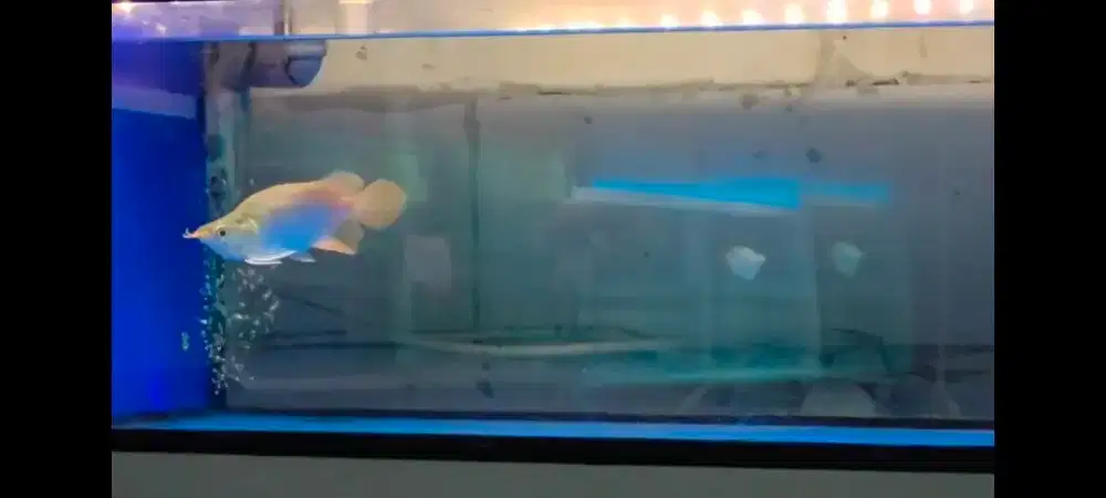 Ikan arwana super red SB 19cm