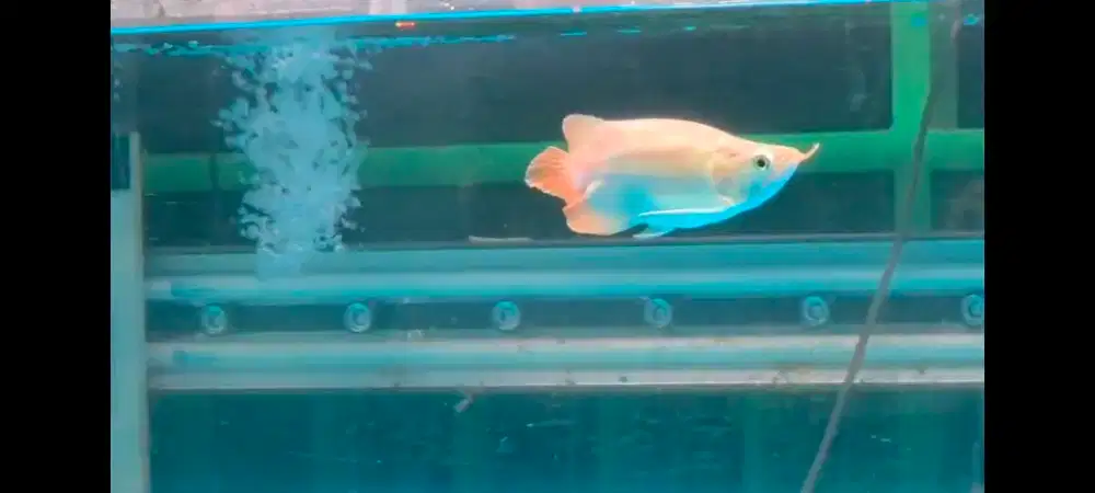 Ikan arwana super red sb 21cm