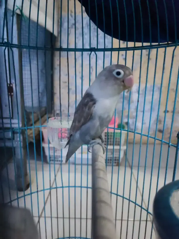 Lovebird mocca/mouve betina dewasa