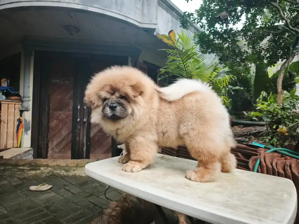 Chow-chow 4 bulan