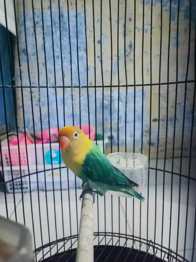 Lovebird biola PB tourquoise betina dewasa