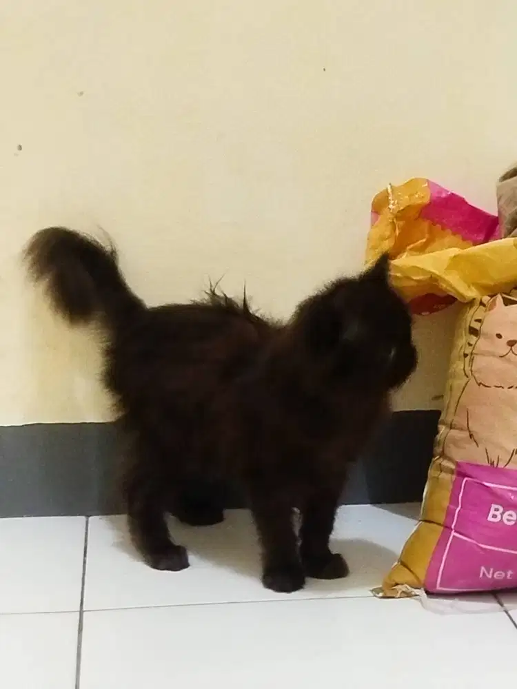 Kucing piknos betina hitam