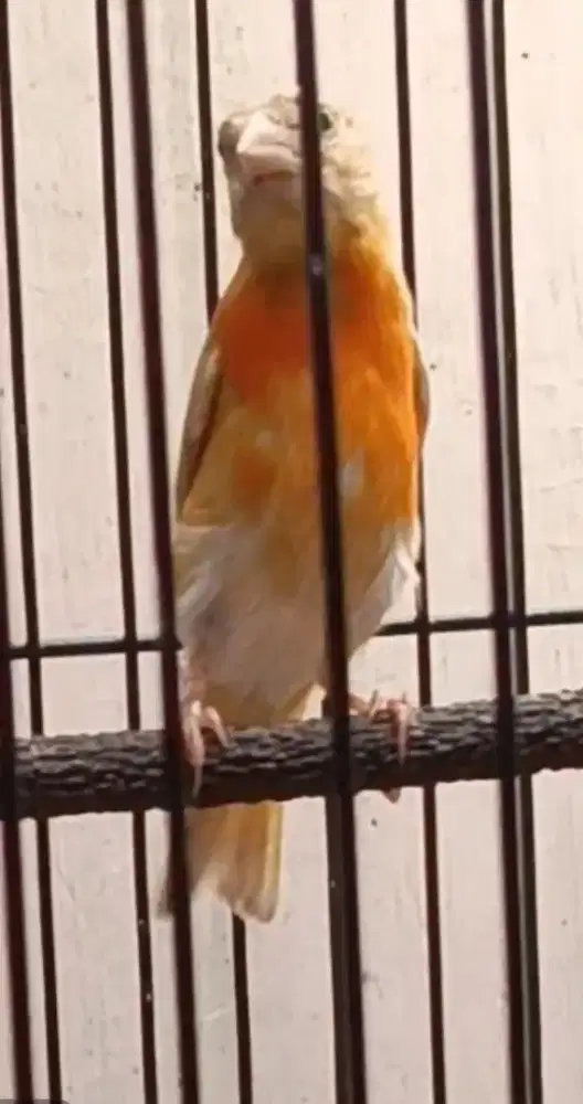 Red siskin dobel dilute jantan muda