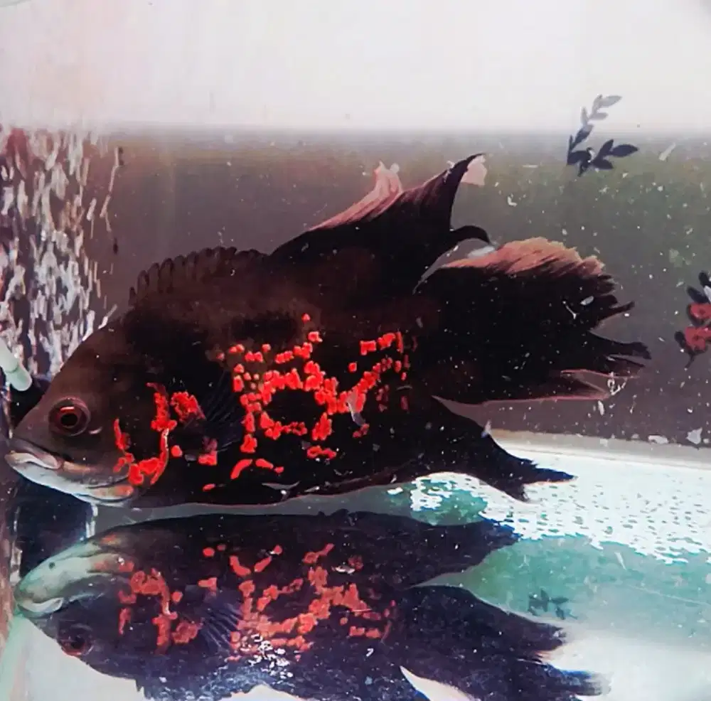 Sepasang ikan oscar slayer red tiger bonus jam tangan