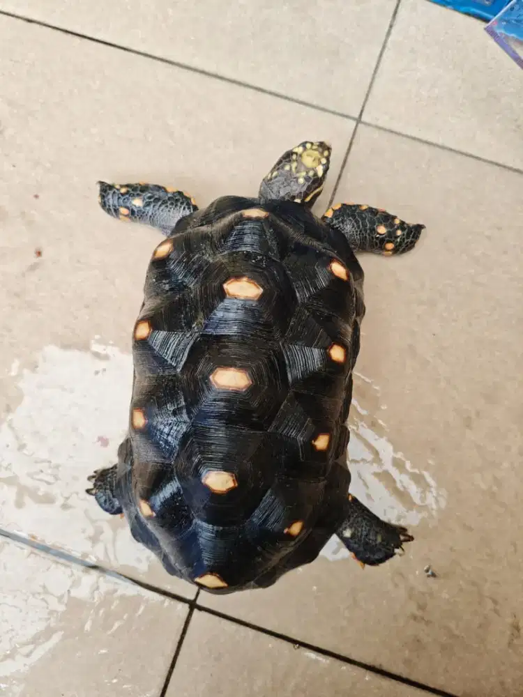 Kura Kura Red foot indukan