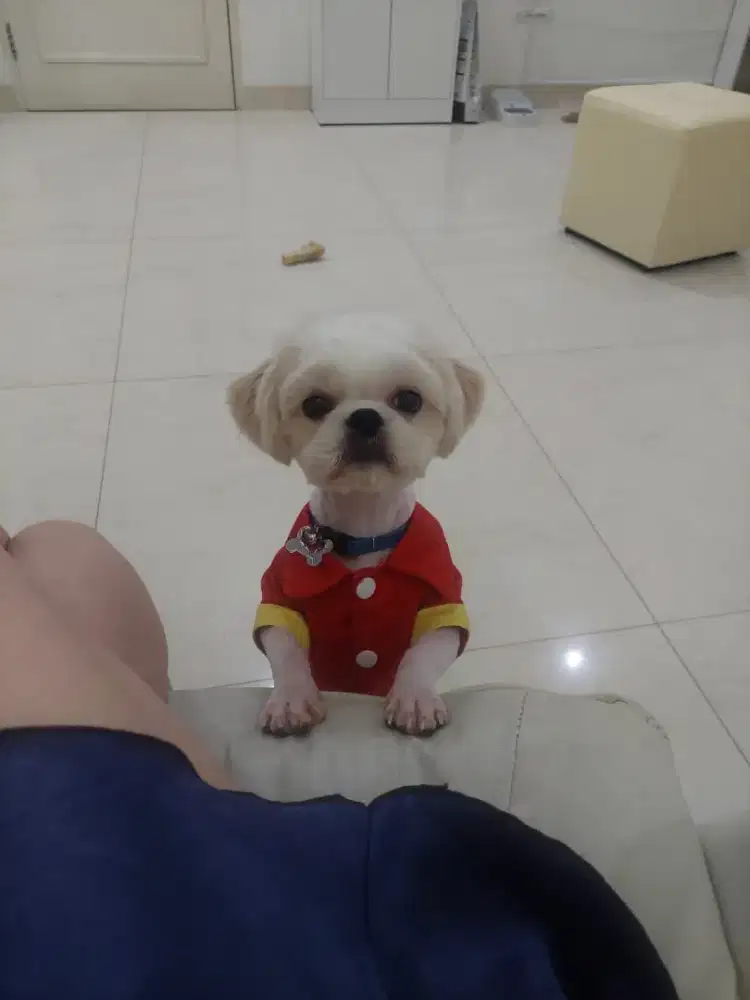Dijual Anjing Shih Tzu Jantan 8 bulan Stambum Vaksin