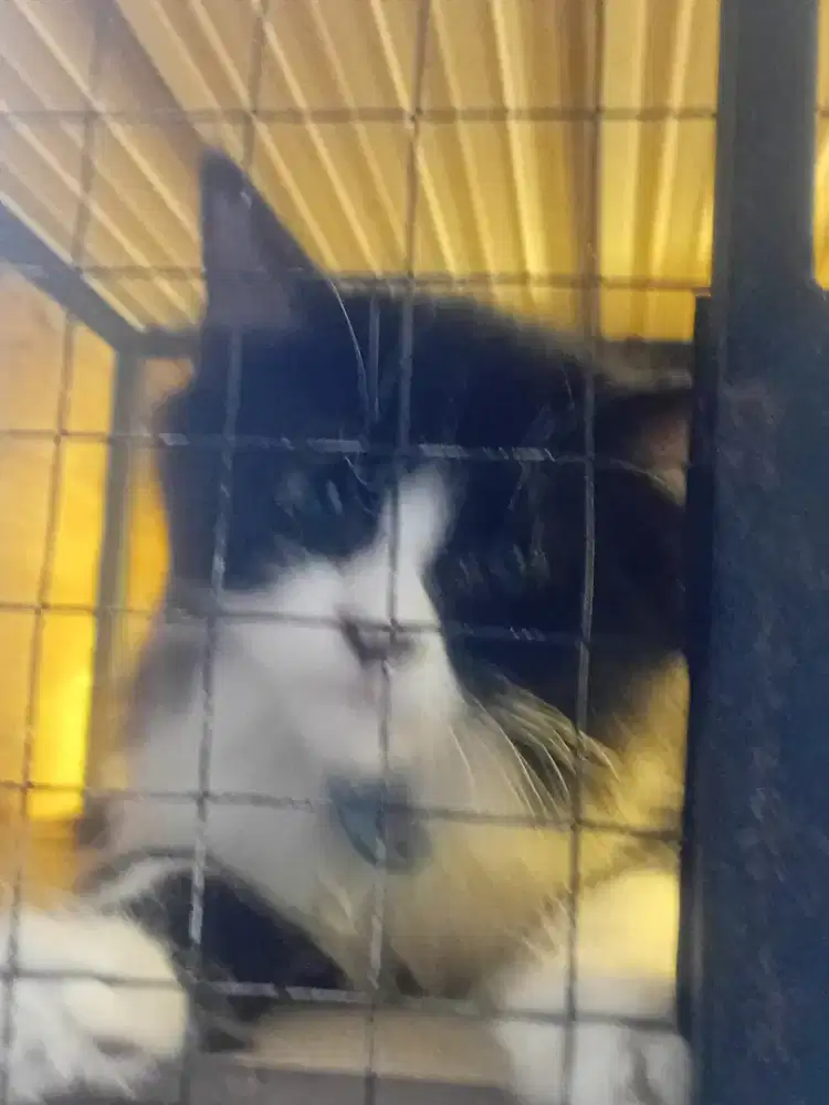 DIJUAL KUCING PERSIA, BSH MIX BORONGAN/SATUAN