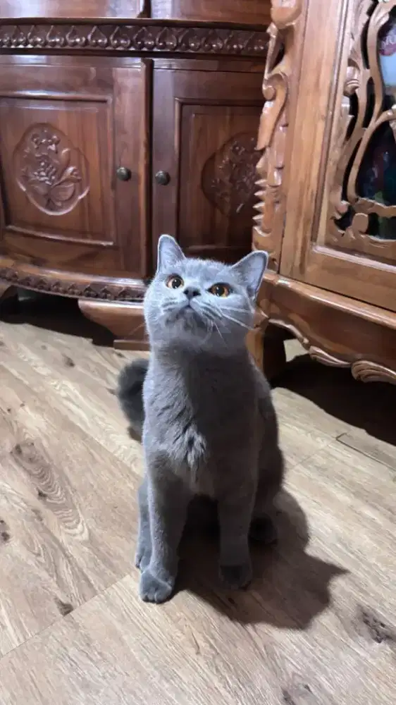 BSH betina siap adopt