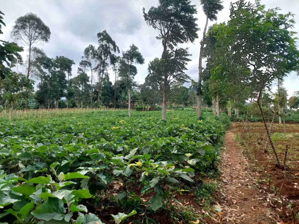 Tanah kebun pinggir jalan desa ciloa Tanjungsaei
