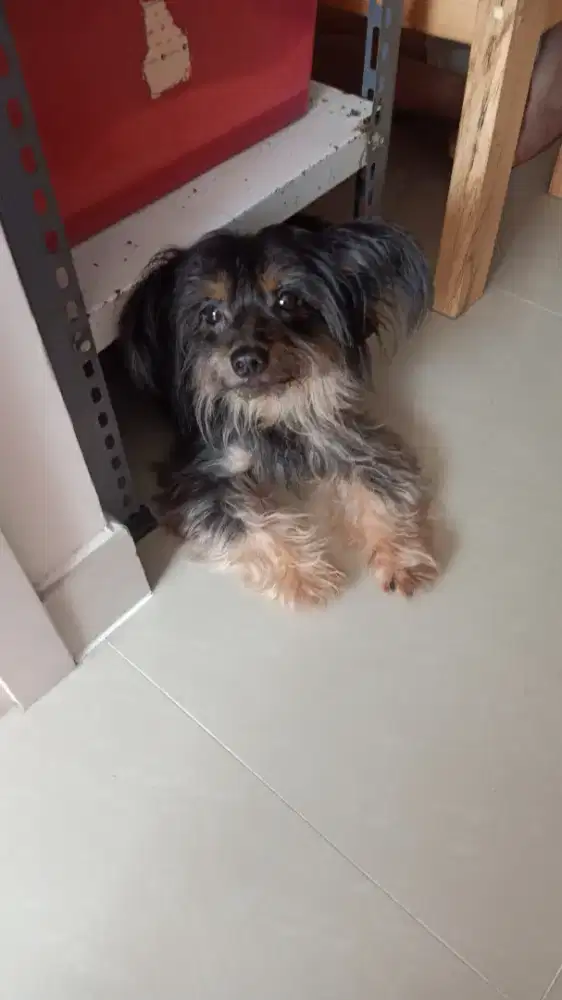 Anjing kecil basteran sitsu mix pudel.