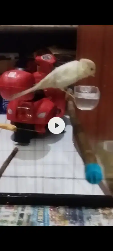 Kenari Rasmi putih gacor