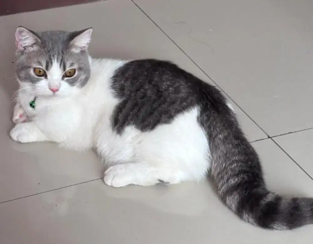Kucing Munchkin bsh british shorthair british short hair