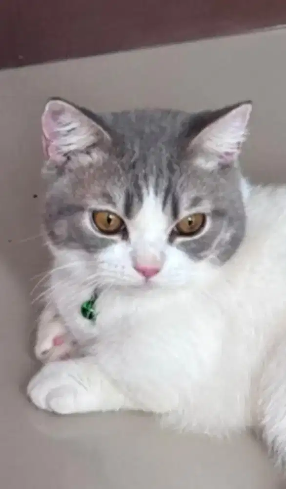 Kucing Munchkin bsh british shorthair british short hair