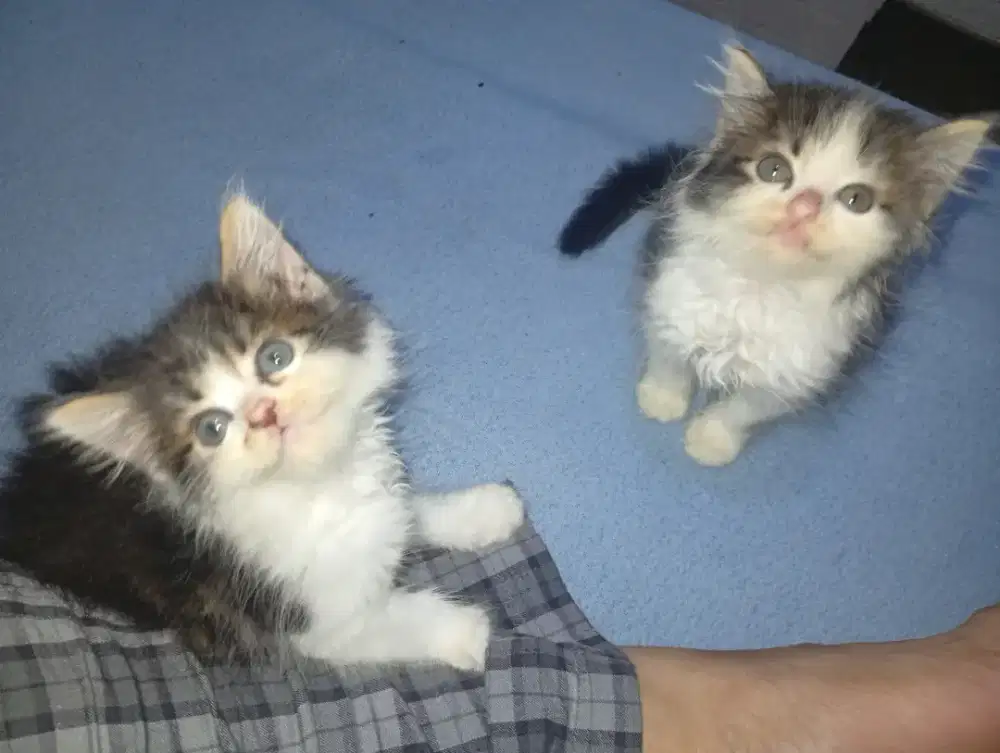 Kitten kucing anggora 2 bln jantan
